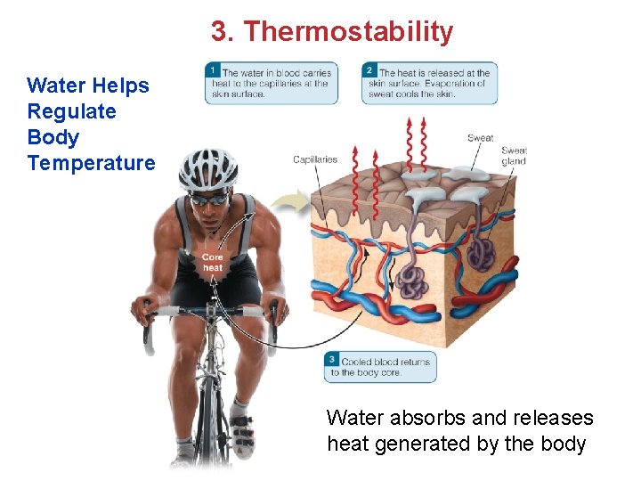 3. Thermostability Water Helps Regulate Body Temperature Water absorbs and releases heat generated by 3. Thermostability Water Helps Regulate Body Temperature Water absorbs and releases heat generated by