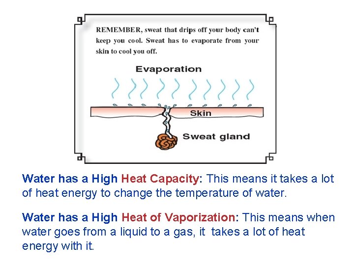 Water has a High Heat Capacity: This means it takes a lot of heat Water has a High Heat Capacity: This means it takes a lot of heat