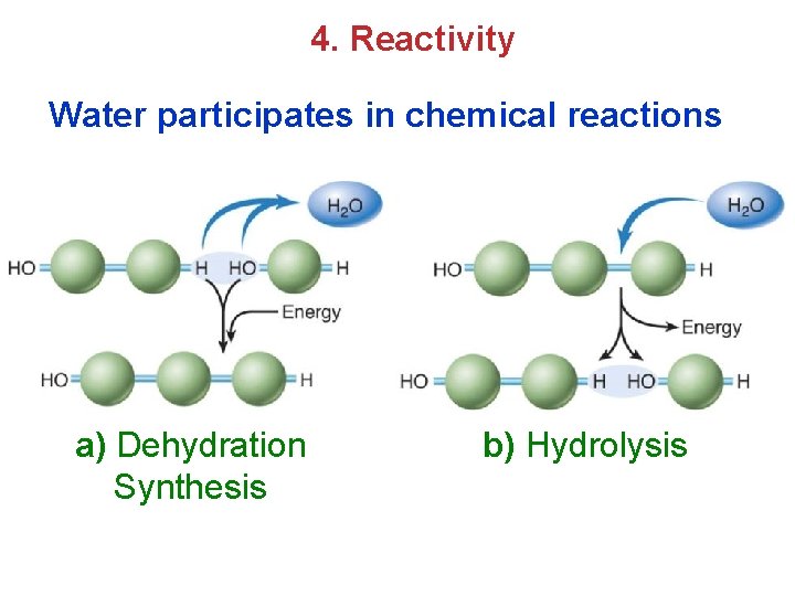 4. Reactivity Water participates in chemical reactions a) Dehydration Synthesis b) Hydrolysis 4. Reactivity Water participates in chemical reactions a) Dehydration Synthesis b) Hydrolysis
