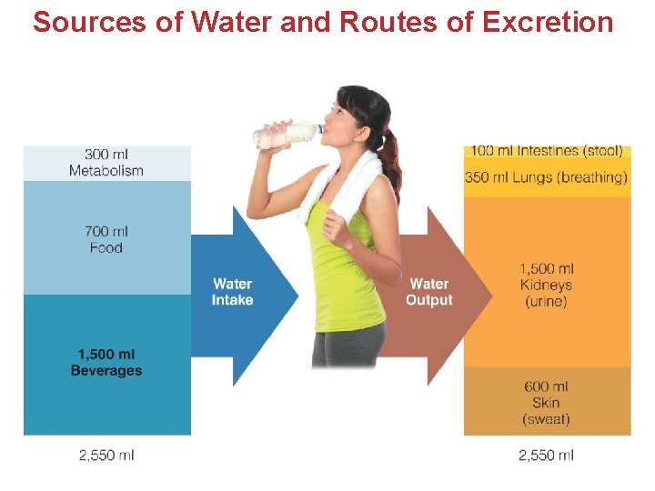 Sources of Water and Routes of Excretion Sources of Water and Routes of Excretion