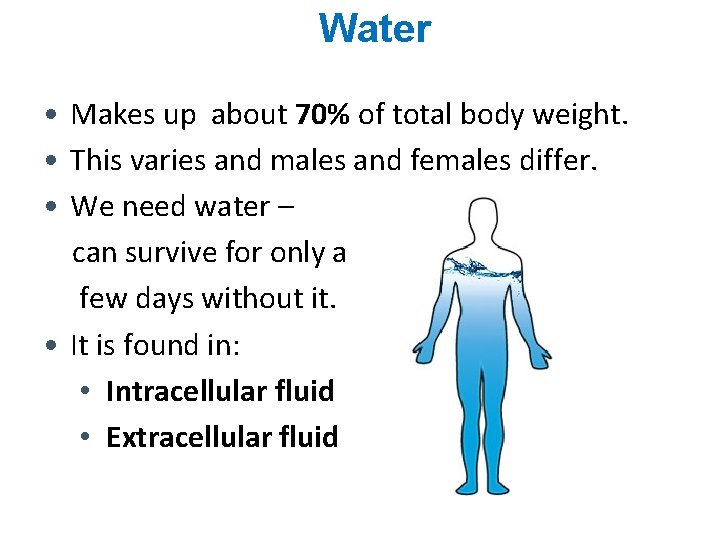 Water • Makes up about 70% of total body weight. • This varies and Water • Makes up about 70% of total body weight. • This varies and