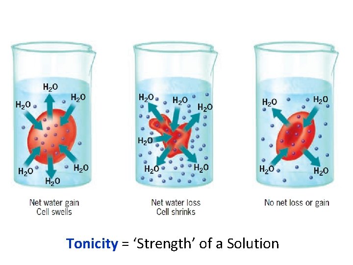 Tonicity = ‘Strength’ of a Solution Tonicity = ‘Strength’ of a Solution