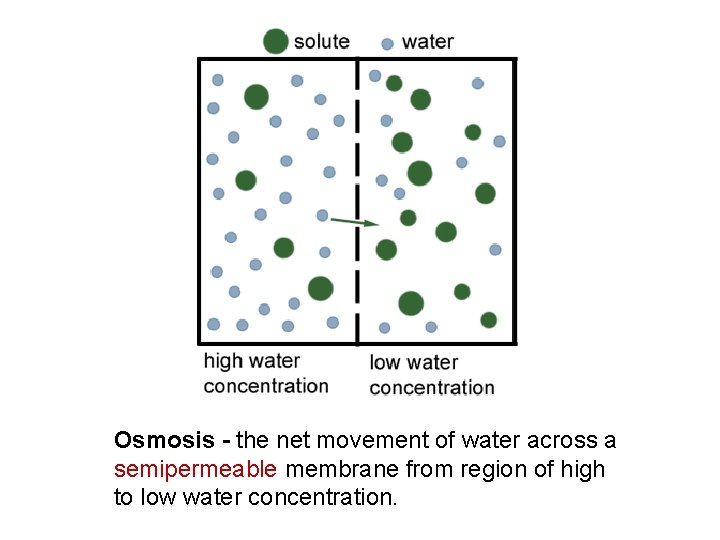 Osmosis - the net movement of water across a semipermeable membrane from region of Osmosis - the net movement of water across a semipermeable membrane from region of