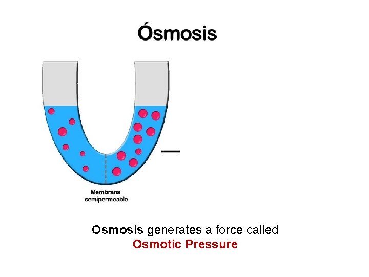 Osmosis generates a force called Osmotic Pressure Osmosis generates a force called Osmotic Pressure