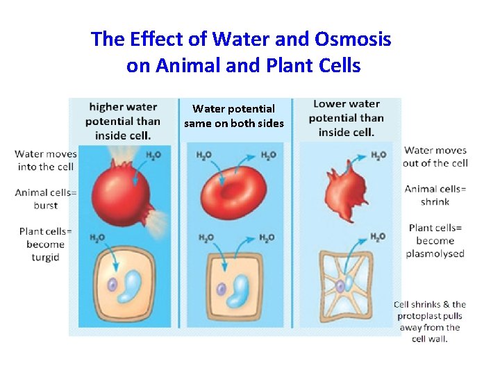 The Effect of Water and Osmosis on Animal and Plant Cells Water potential same The Effect of Water and Osmosis on Animal and Plant Cells Water potential same