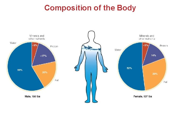 Composition of the Body Composition of the Body