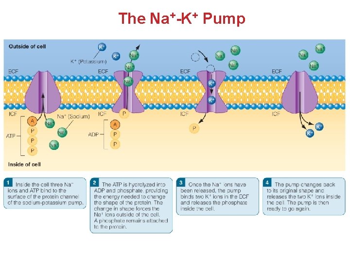 The Na+-K+ Pump The Na+-K+ Pump