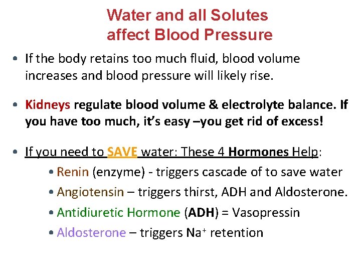 Water and all Solutes affect Blood Pressure • If the body retains too much Water and all Solutes affect Blood Pressure • If the body retains too much