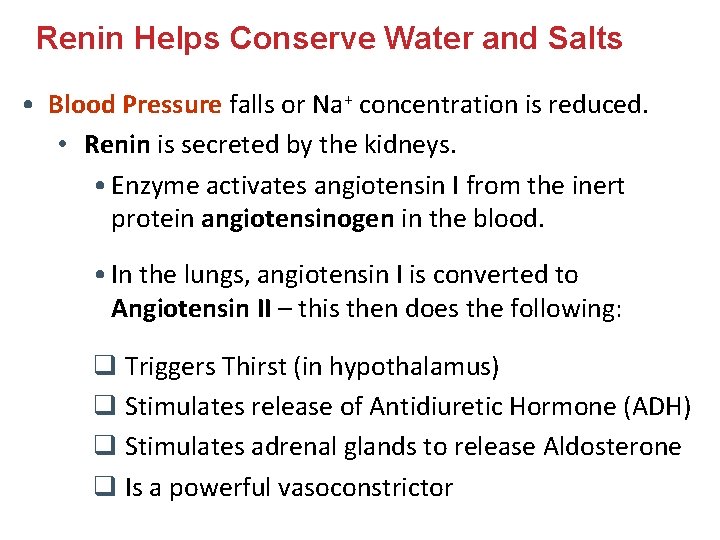 Renin Helps Conserve Water and Salts • Blood Pressure falls or Na+ concentration is Renin Helps Conserve Water and Salts • Blood Pressure falls or Na+ concentration is