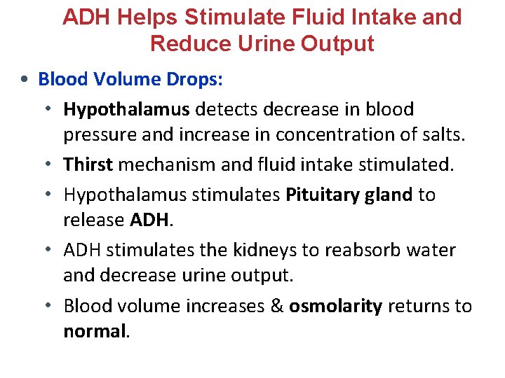 ADH Helps Stimulate Fluid Intake and Reduce Urine Output • Blood Volume Drops: • ADH Helps Stimulate Fluid Intake and Reduce Urine Output • Blood Volume Drops: •
