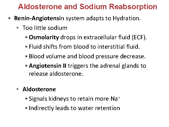 Aldosterone and Sodium Reabsorption • Renin-Angiotensin system adapts to Hydration. • Too little sodium Aldosterone and Sodium Reabsorption • Renin-Angiotensin system adapts to Hydration. • Too little sodium