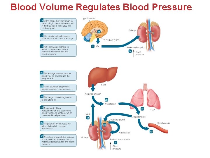 Blood Volume Regulates Blood Pressure Blood Volume Regulates Blood Pressure