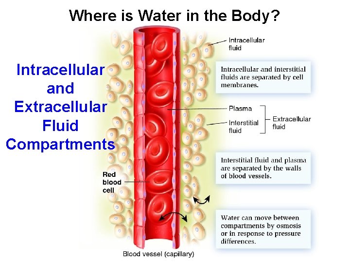 Where is Water in the Body? Intracellular and Extracellular Fluid Compartments Where is Water in the Body? Intracellular and Extracellular Fluid Compartments