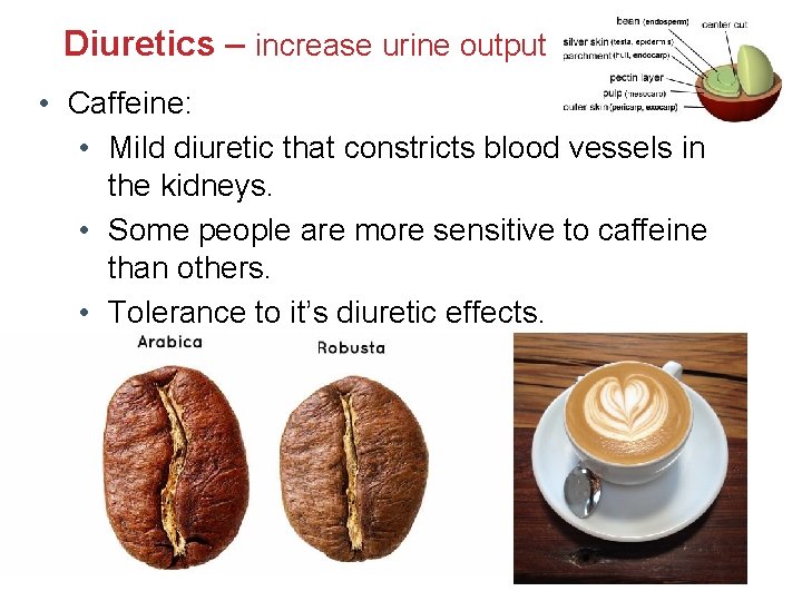 Diuretics – increase urine output • Caffeine: • Mild diuretic that constricts blood vessels Diuretics – increase urine output • Caffeine: • Mild diuretic that constricts blood vessels