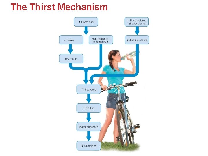 The Thirst Mechanism The Thirst Mechanism