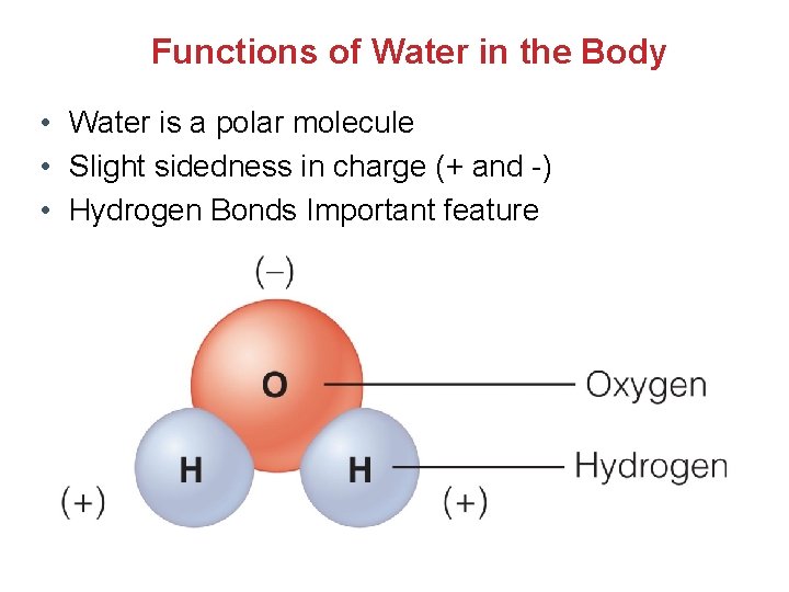 Functions of Water in the Body • Water is a polar molecule • Slight Functions of Water in the Body • Water is a polar molecule • Slight