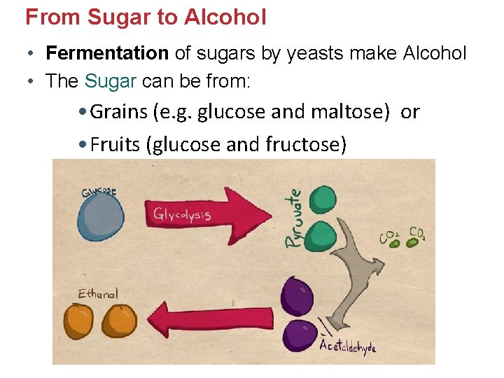 From Sugar to Alcohol • Fermentation of sugars by yeasts make Alcohol • The From Sugar to Alcohol • Fermentation of sugars by yeasts make Alcohol • The