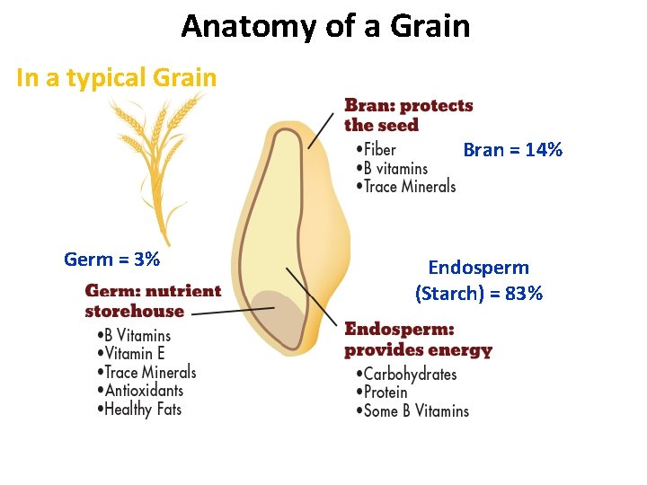 Anatomy of a Grain In a typical Grain Bran = 14% Germ = 3% Anatomy of a Grain In a typical Grain Bran = 14% Germ = 3%