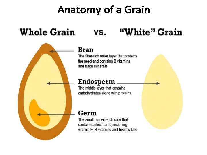 Anatomy of a Grain Anatomy of a Grain