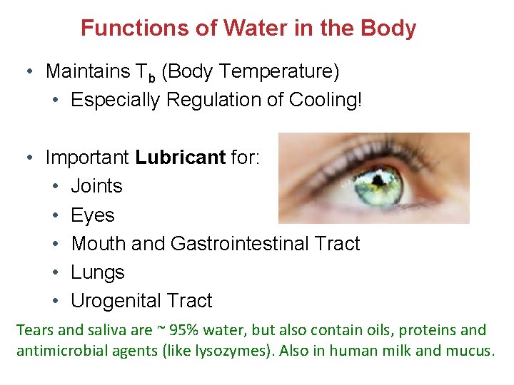 Functions of Water in the Body • Maintains Tb (Body Temperature) • Especially Regulation Functions of Water in the Body • Maintains Tb (Body Temperature) • Especially Regulation