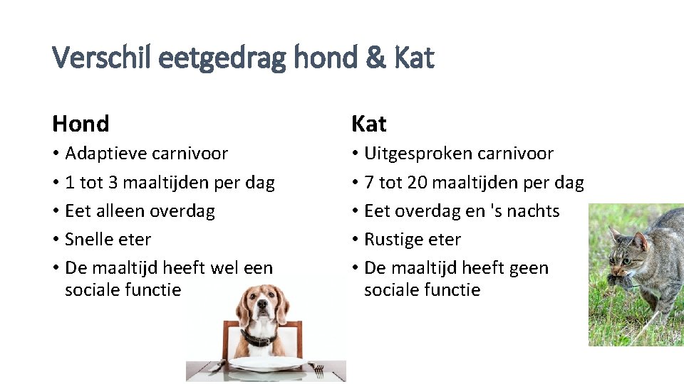 Verschil eetgedrag hond & Kat Hond Kat • Adaptieve carnivoor • 1 tot 3