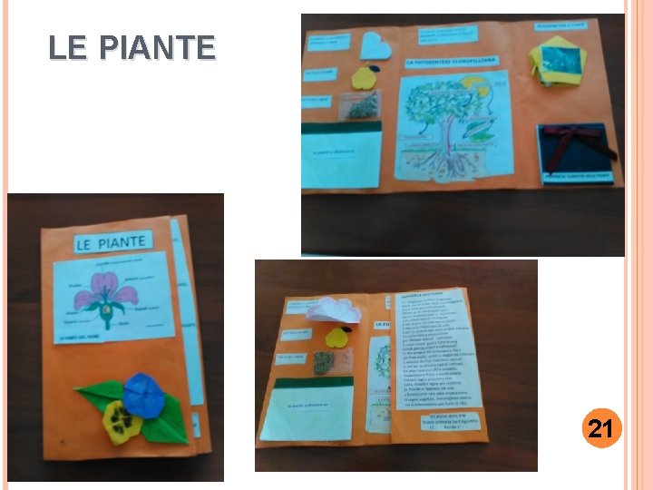 LE PIANTE 21 