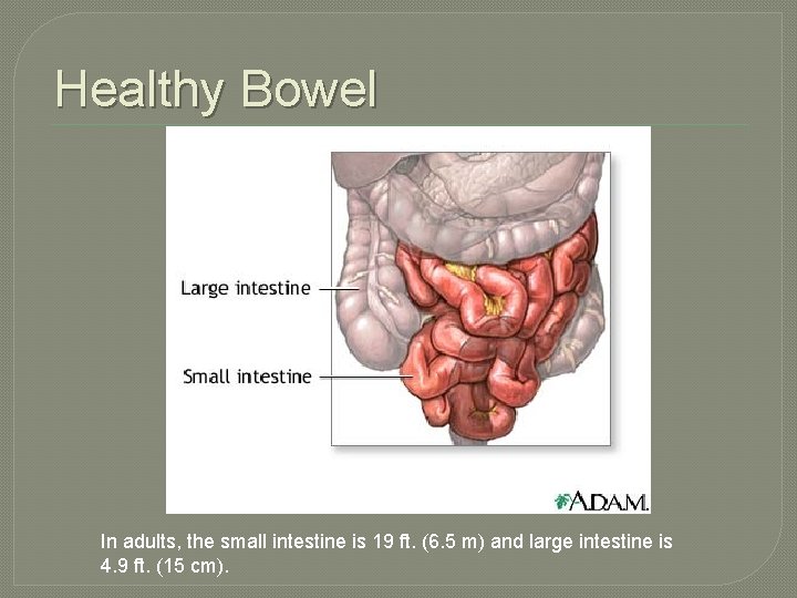 Healthy Bowel In adults, the small intestine is 19 ft. (6. 5 m) and