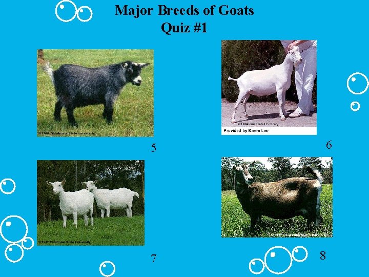 Major Breeds of Goats Quiz #1 6 5 7 8 