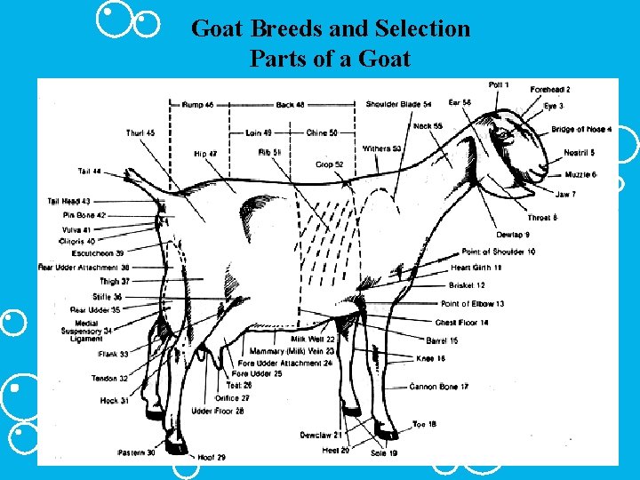 Goat Breeds and Selection Parts of a Goat 