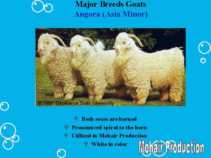 Major Breeds Goats Angora (Asia Minor) U Both sexes are horned U Pronounced spiral