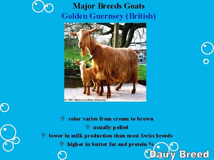 Major Breeds Goats Golden Guernsey (British) U color varies from cream to brown U