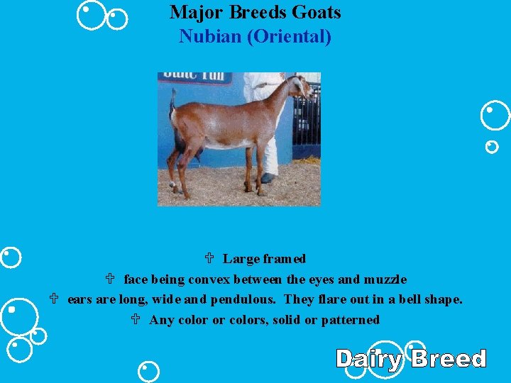 Major Breeds Goats Nubian (Oriental) U Large framed U face being convex between the