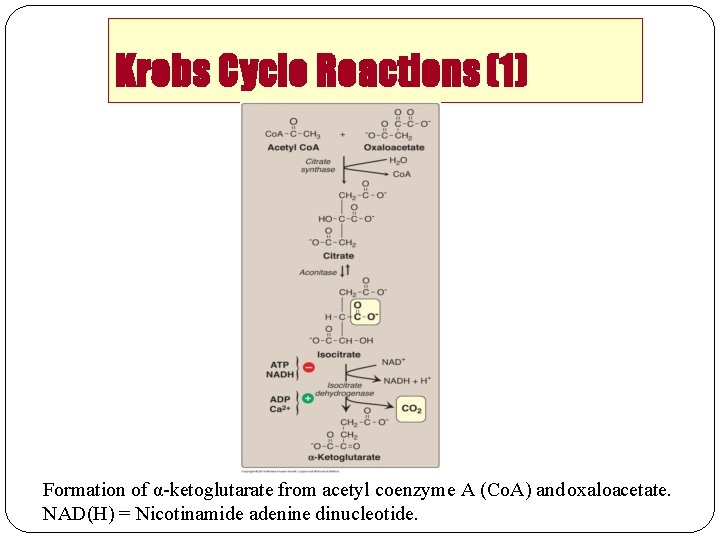 Krebs Cycle Reactions (1) Formation of α-ketoglutarate from acetyl coenzyme A (Co. A) and