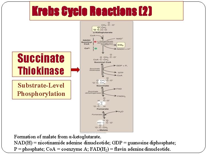 Krebs Cycle Reactions (2) Succinate Thiokinase Substrate-Level Phosphorylation Formation of malate from α-ketoglutarate. NAD(H)