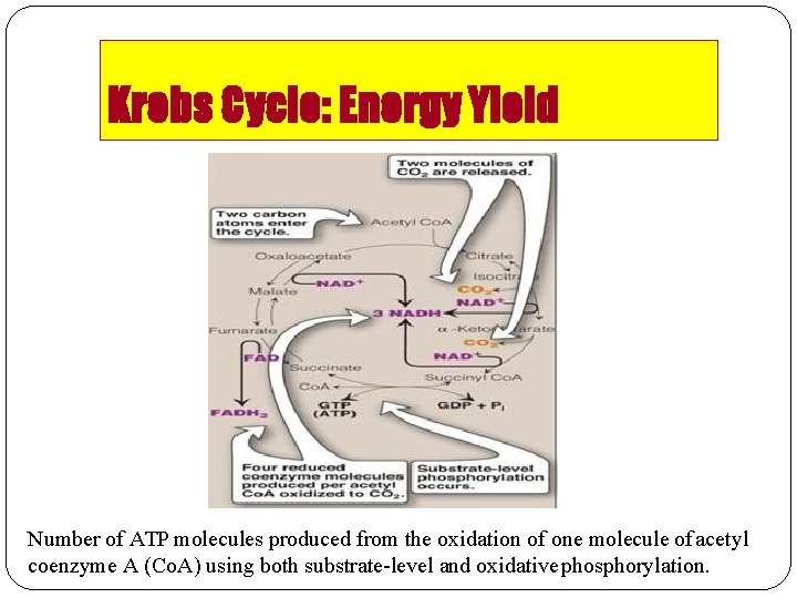 Krebs Cycle: Energy Yield Number of ATP molecules produced from the oxidation of one