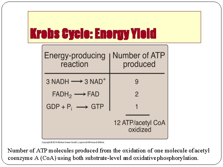 Krebs Cycle: Energy Yield Number of ATP molecules produced from the oxidation of one