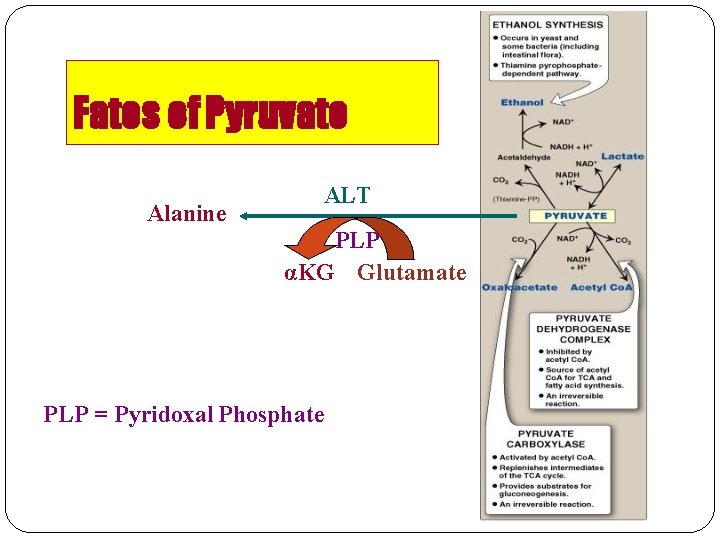 Fates of Pyruvate Alanine ALT PLP αKG Glutamate PLP = Pyridoxal Phosphate 