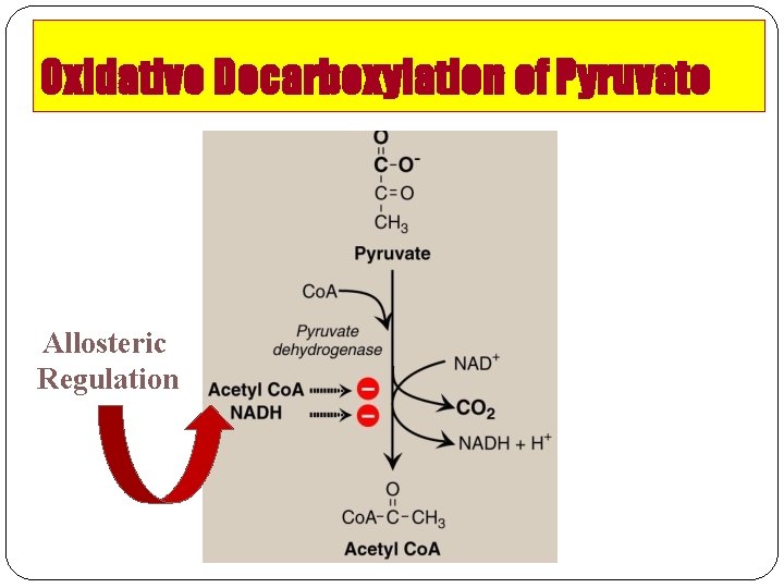 Oxidative Decarboxylation of Pyruvate Allosteric Regulation 