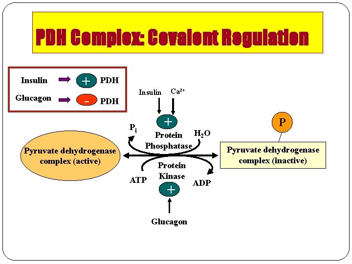 PDH Complex: Covalent Regulation Insulin Glucagon + - PDH Insulin Ca 2+ PDH Pi