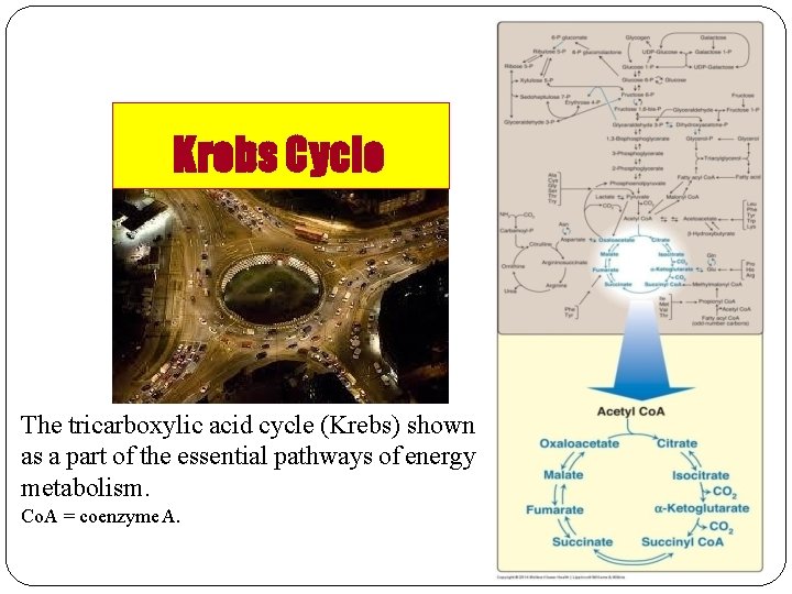 Krebs Cycle The tricarboxylic acid cycle (Krebs) shown as a part of the essential