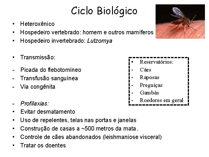 Ciclo Biológico • Heteroxênico • Hospedeiro vertebrado: homem e outros mamíferos • Hospedeiro invertebrado: