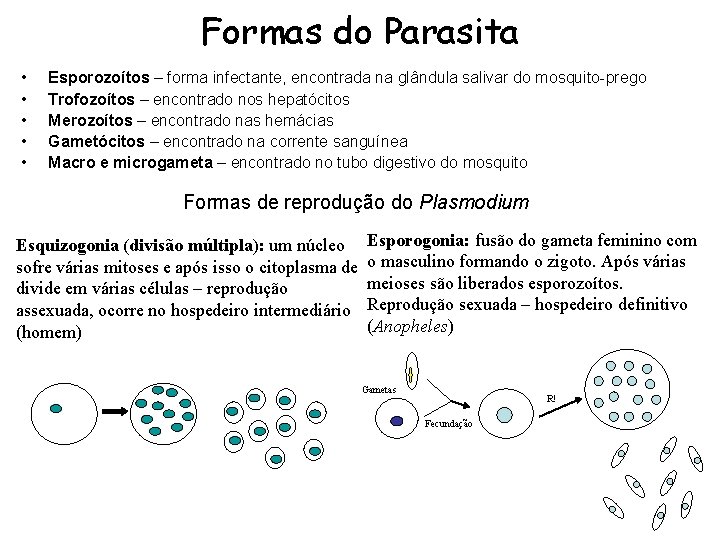 Formas do Parasita • • • Esporozoítos – forma infectante, encontrada na glândula salivar