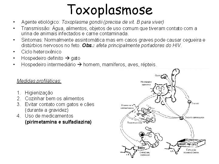 Toxoplasmose • • • Agente etiológico: Toxoplasma gondii (precisa de vit. B para viver)