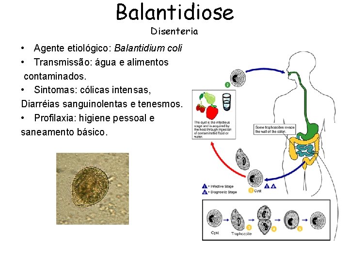 Balantidiose Disenteria • Agente etiológico: Balantidium coli • Transmissão: água e alimentos contaminados. •