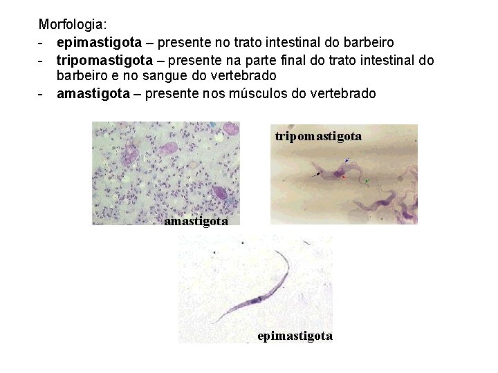 Morfologia: - epimastigota – presente no trato intestinal do barbeiro - tripomastigota – presente