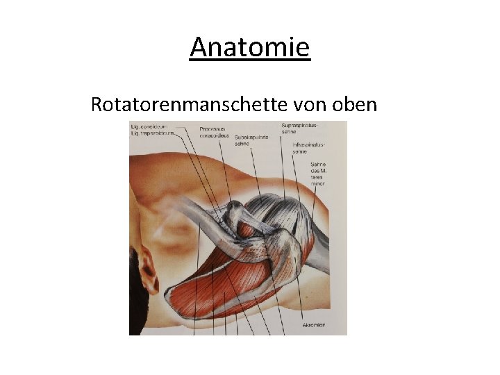 Anatomie Rotatorenmanschette von oben 