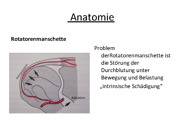 Anatomie Rotatorenmanschette Problem der. Rotatorenmanschette ist die Störung der Durchblutung unter Bewegung und Belastung