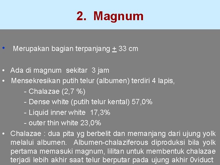 2. Magnum • Merupakan bagian terpanjang + 33 cm • Ada di magnum sekitar
