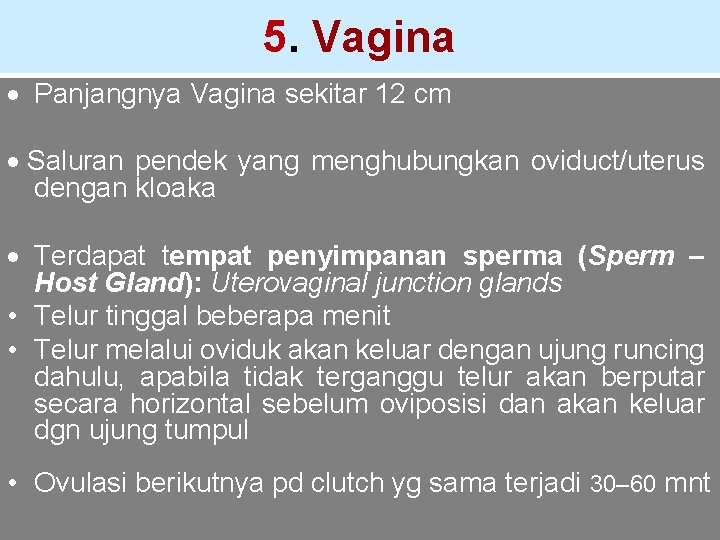 5. Vagina · Panjangnya Vagina sekitar 12 cm · Saluran pendek yang menghubungkan oviduct/uterus