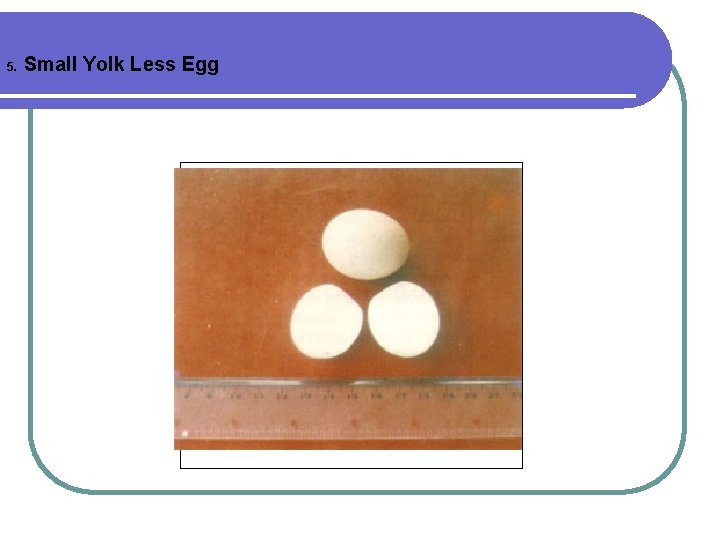 5. Small Yolk Less Egg 